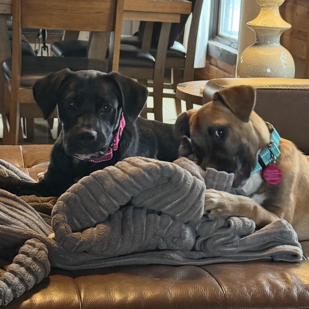 Star, a ADOPTABLE mixed breed in South Plainfield, NJ image 6/6