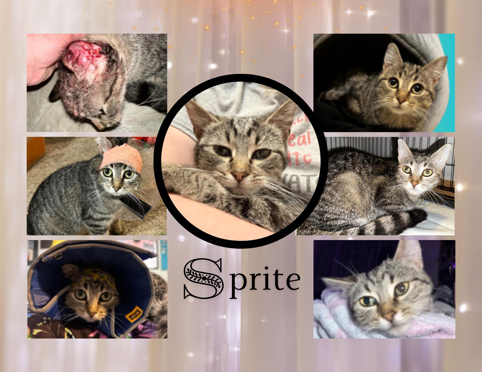 Sprite, an adoptable Domestic Short Hair in Marysville, OH_image-1