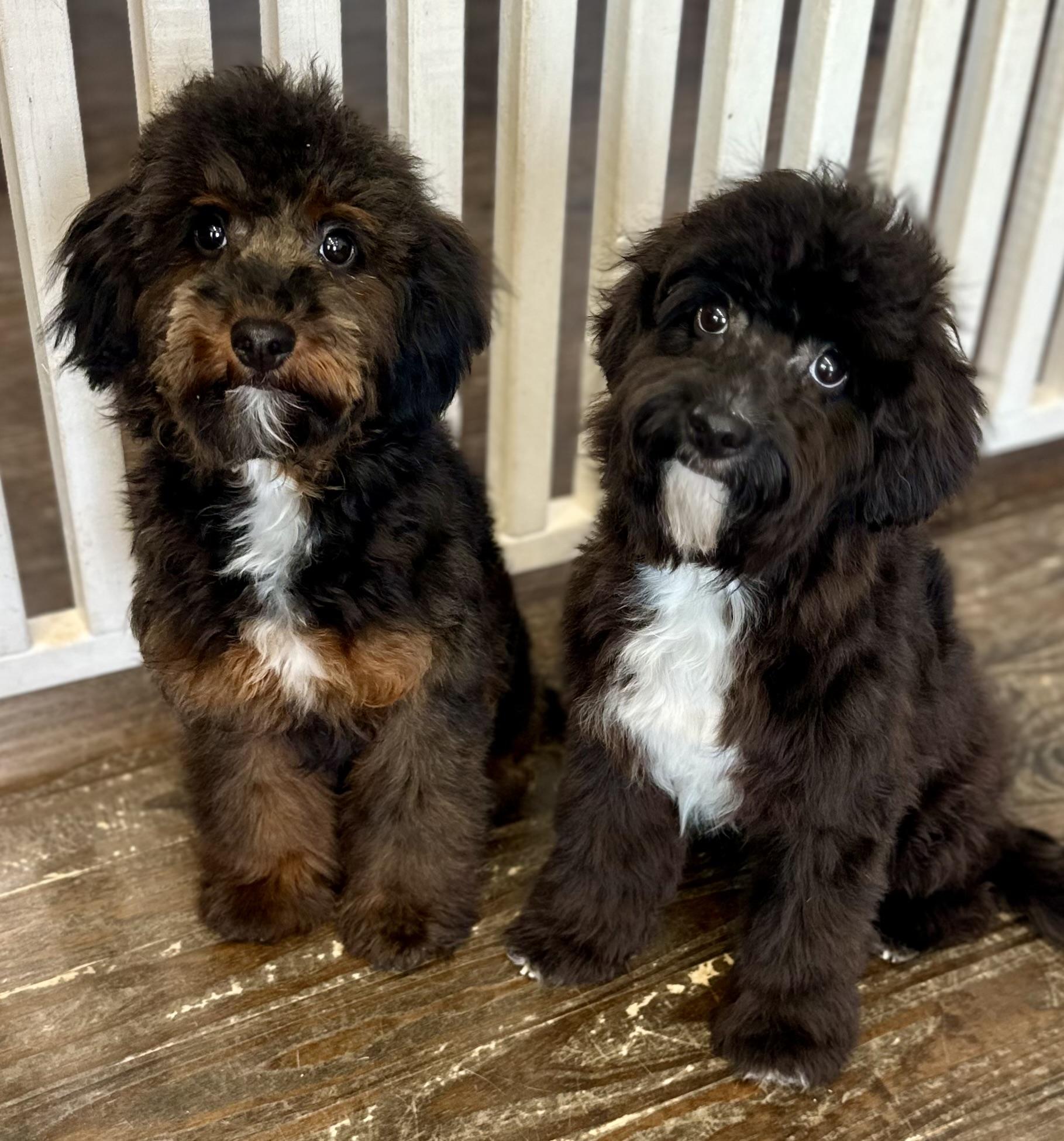 Enlarge Sissy & Sassy, a ADOPTABLE mixed breed in Lawrenceville, GA image 1/6