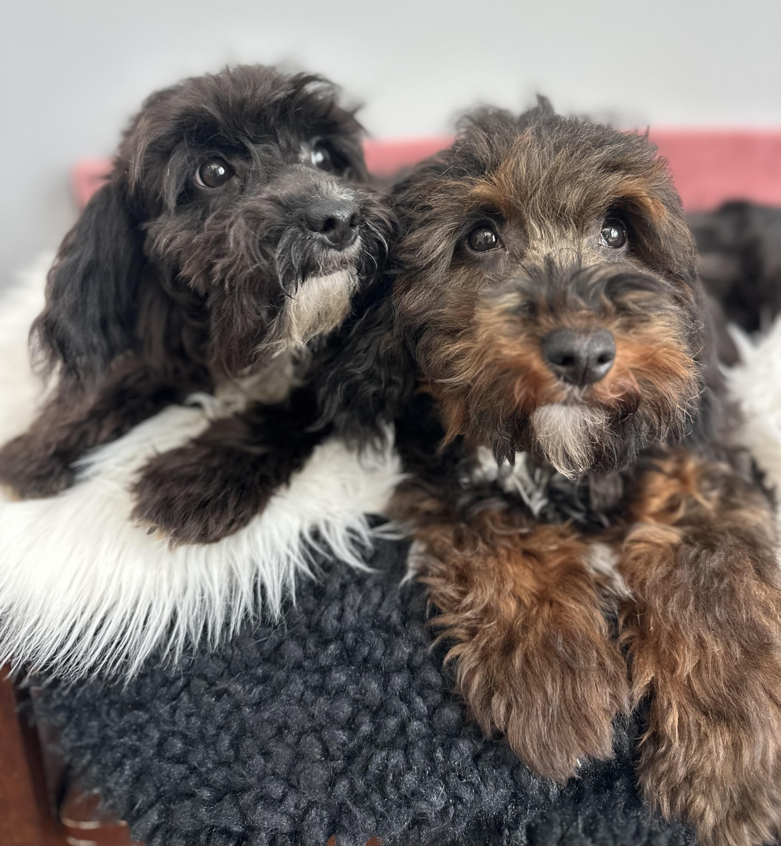 Enlarge Sissy & Sassy, a ADOPTABLE mixed breed in Lawrenceville, GA image 6/6