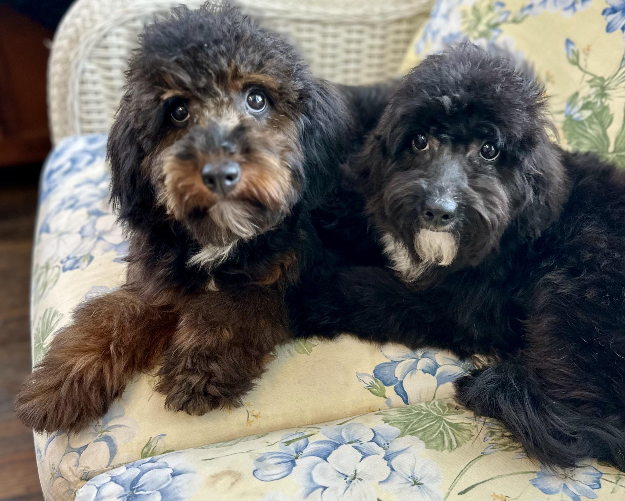 Enlarge Sissy & Sassy, a ADOPTABLE mixed breed in Lawrenceville, GA image 2/6