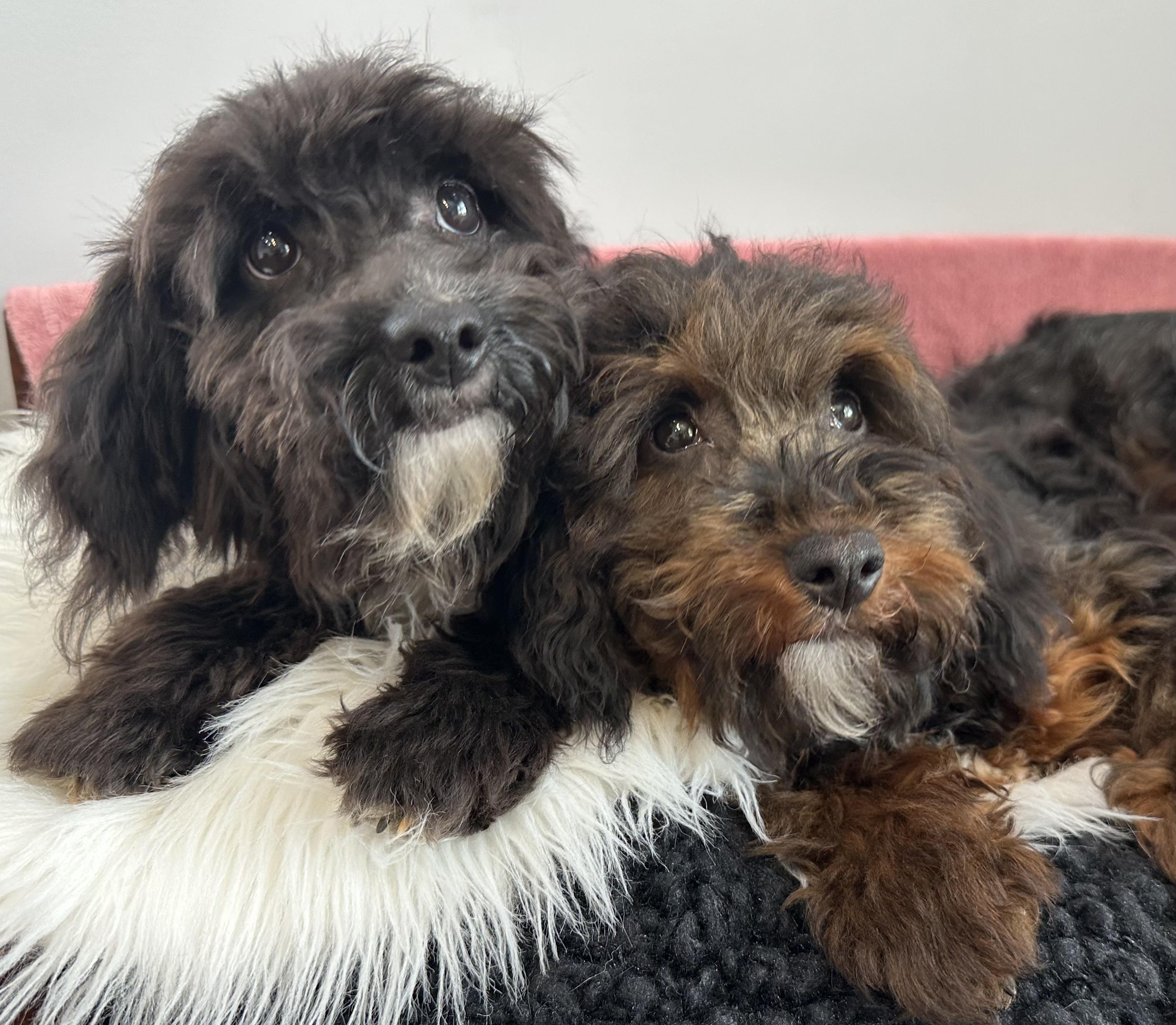 Enlarge Sissy & Sassy, a ADOPTABLE mixed breed in Lawrenceville, GA image 3/6