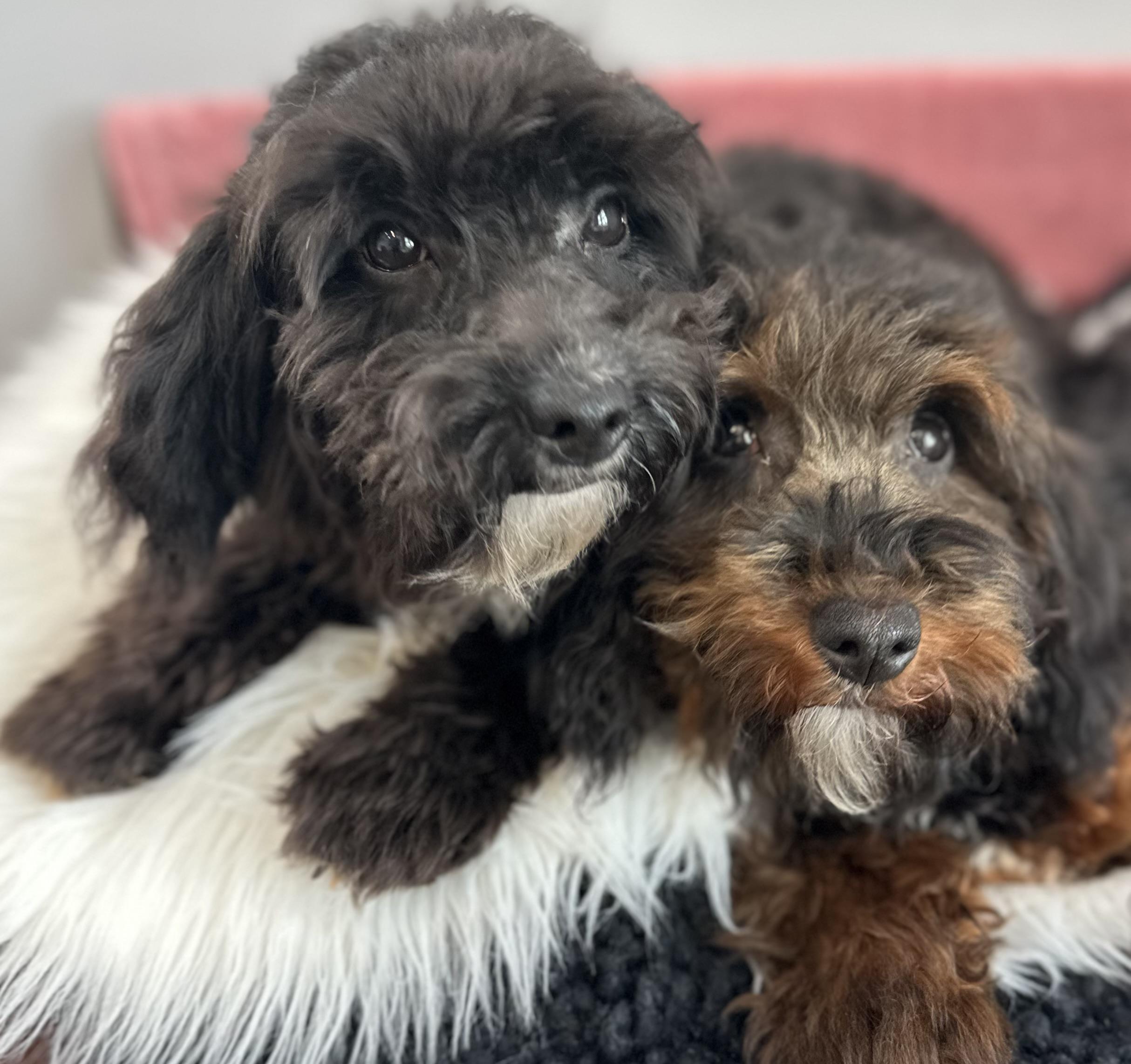 Enlarge Sissy & Sassy, a ADOPTABLE mixed breed in Lawrenceville, GA image 5/6