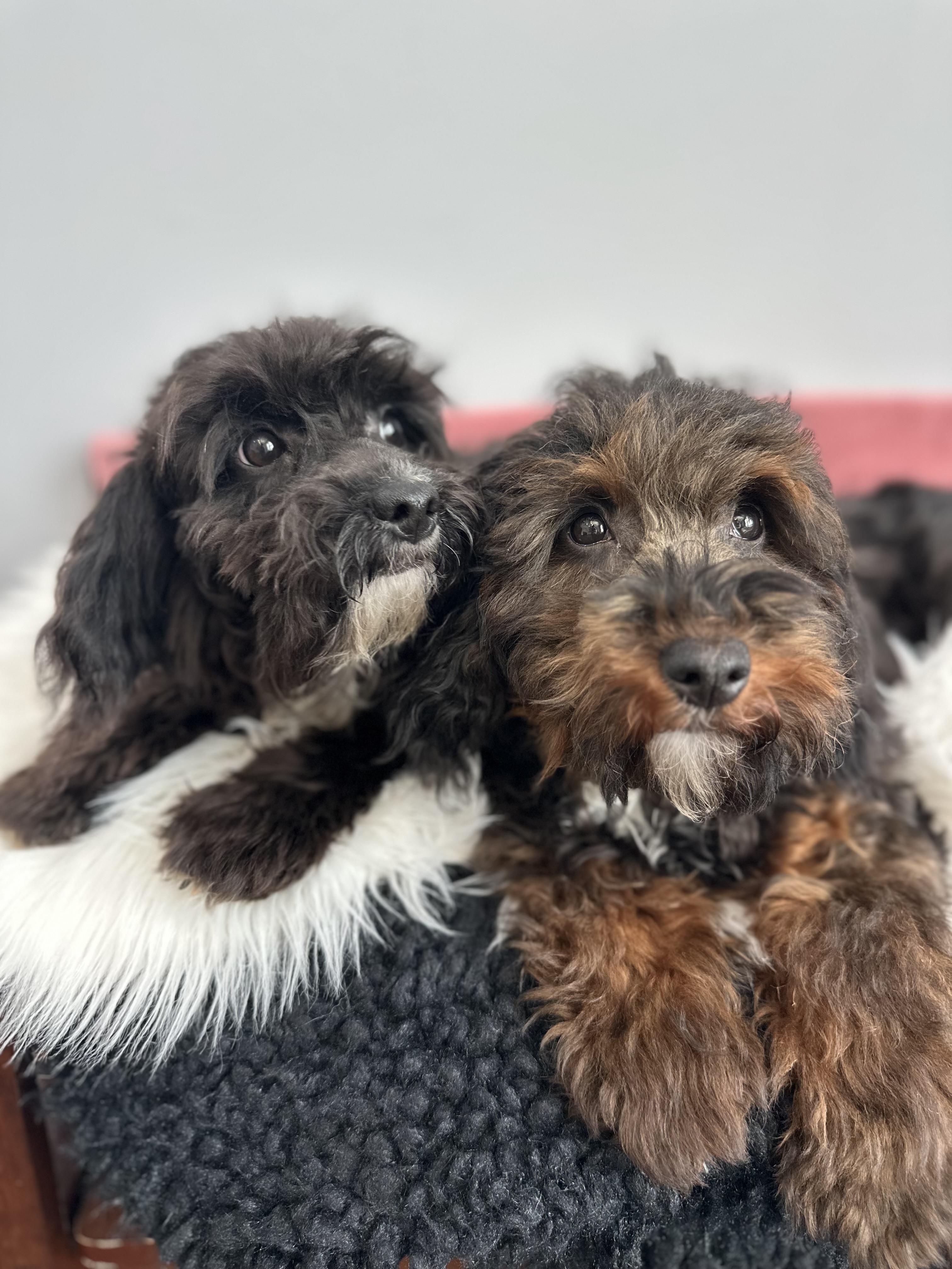 Enlarge Sissy & Sassy, a ADOPTABLE mixed breed in Lawrenceville, GA image 4/6