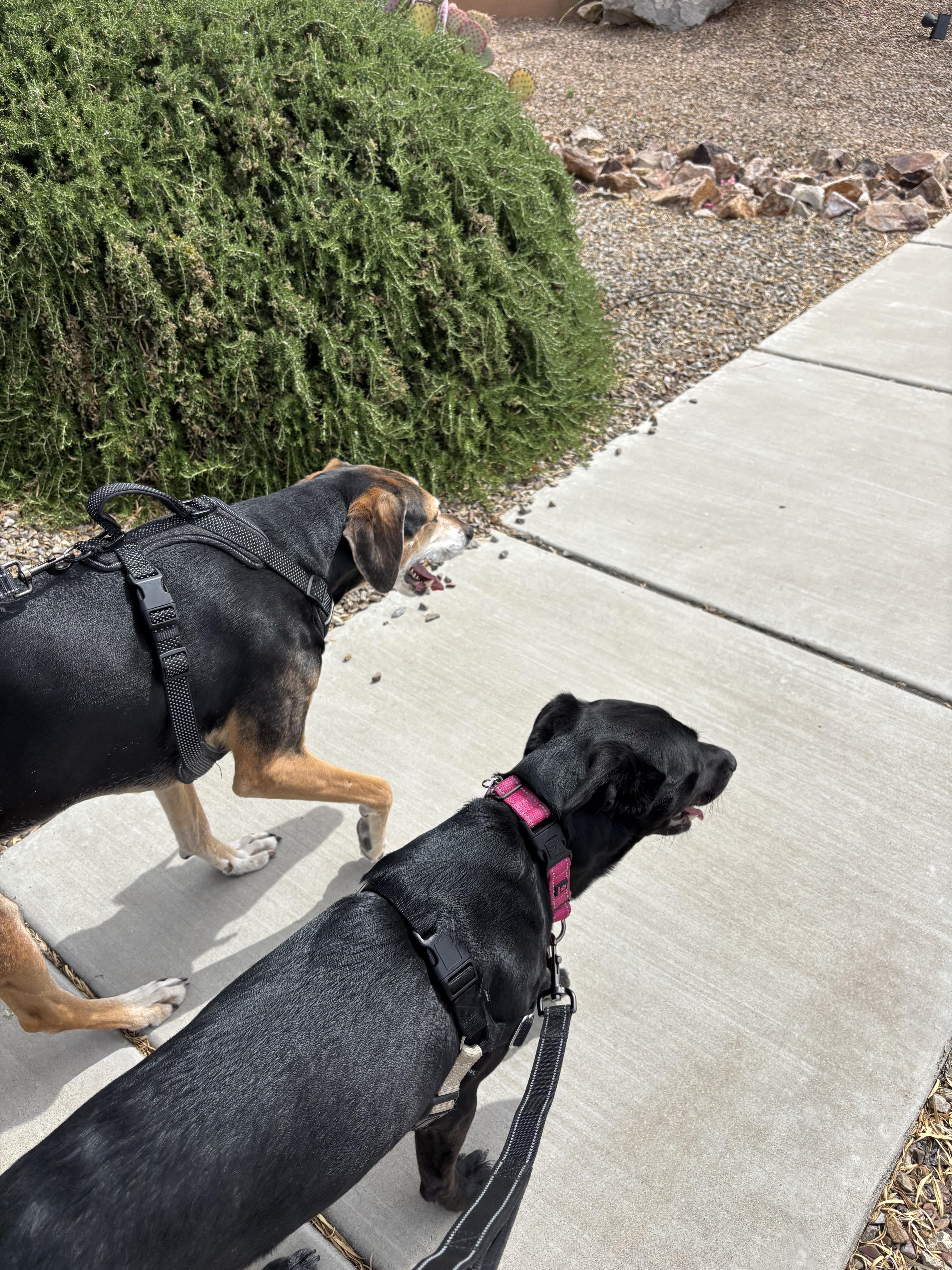 Enlarge Rory Gilmore, an adopted mixed breed in Tucson, AZ image 2/3