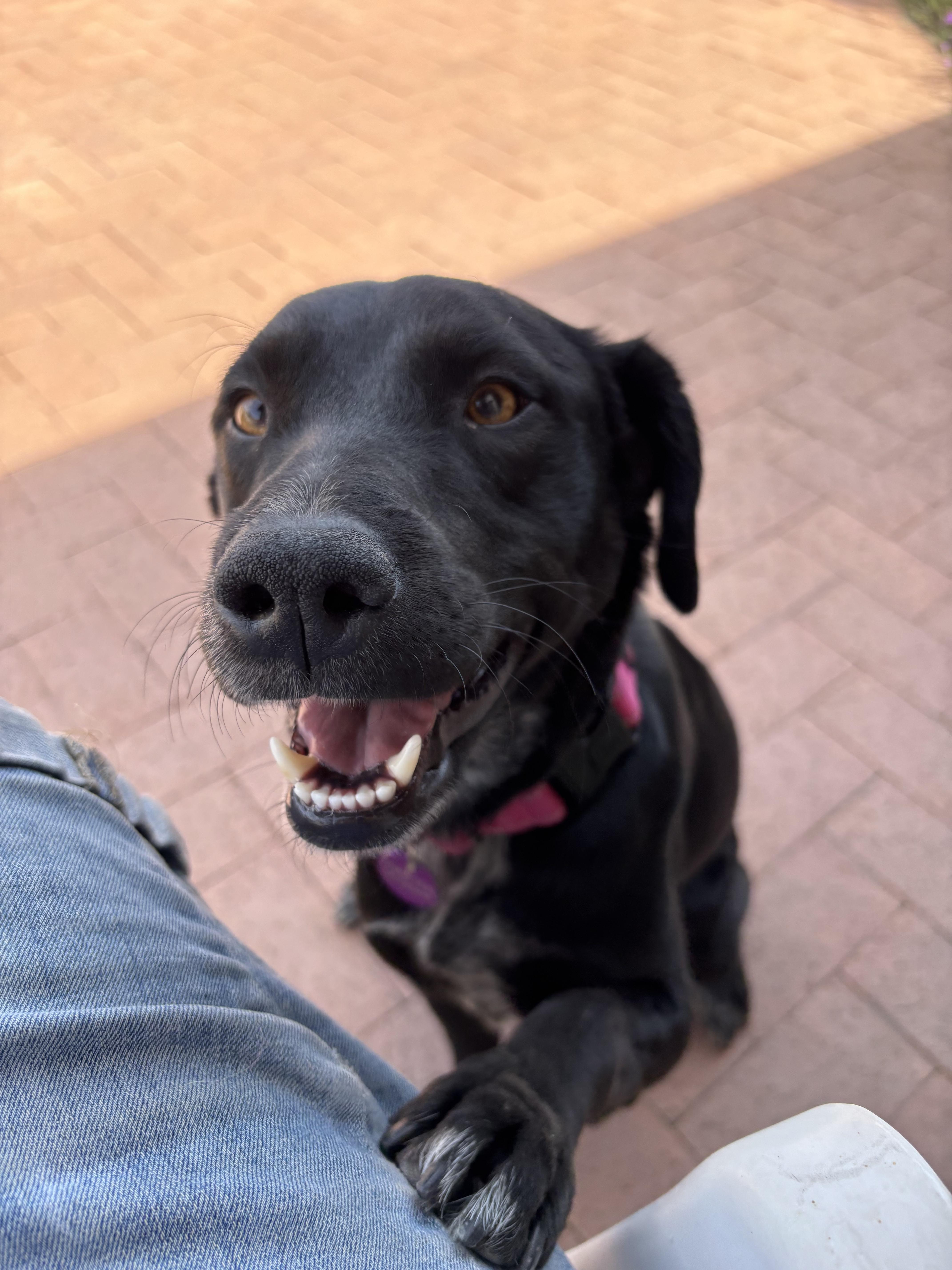 Rory Gilmore, adopted, Adult Female Border Collie & Black Labrador Retriever.