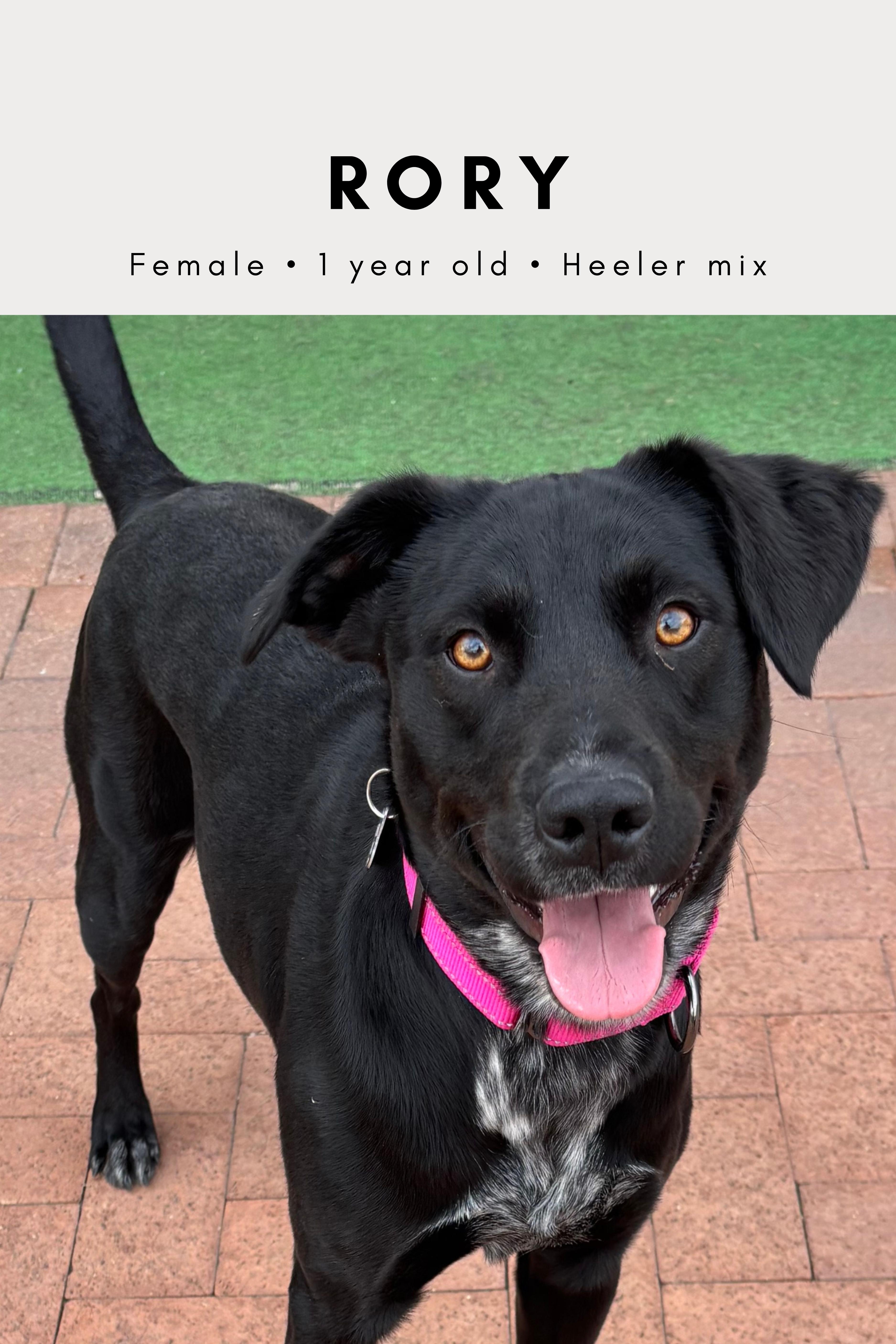 Enlarge Rory Gilmore, an adopted mixed breed in Tucson, AZ image 3/3