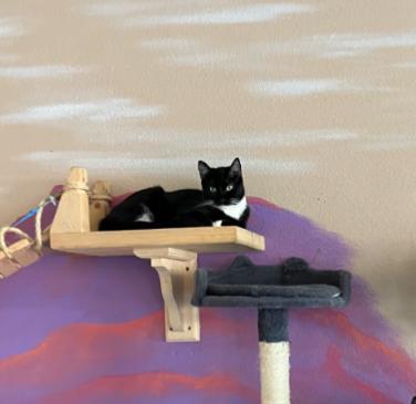 Enlarge ZEPHYRA, a ADOPTABLE Domestic Short Hair in Pena Blanca, NM image 1/1