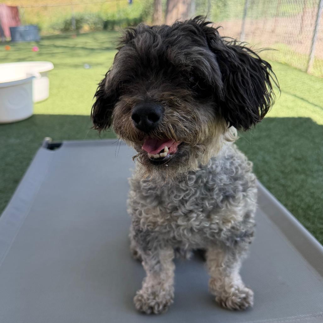 Enlarge Jet, a Adoptable Poodle in Buellton, CA image 1/4