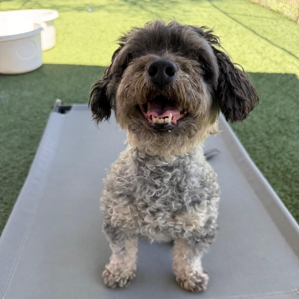 Enlarge Jet, a Adoptable Poodle in Buellton, CA image 2/4