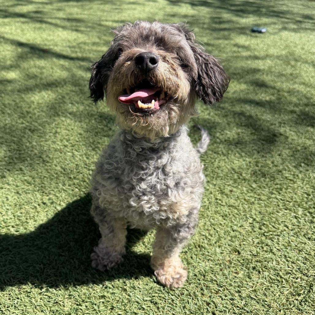 Enlarge Jet, a Adoptable Poodle in Buellton, CA image 3/4