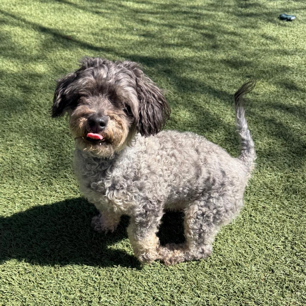 Enlarge Jet, a Adoptable Poodle in Buellton, CA image 4/4