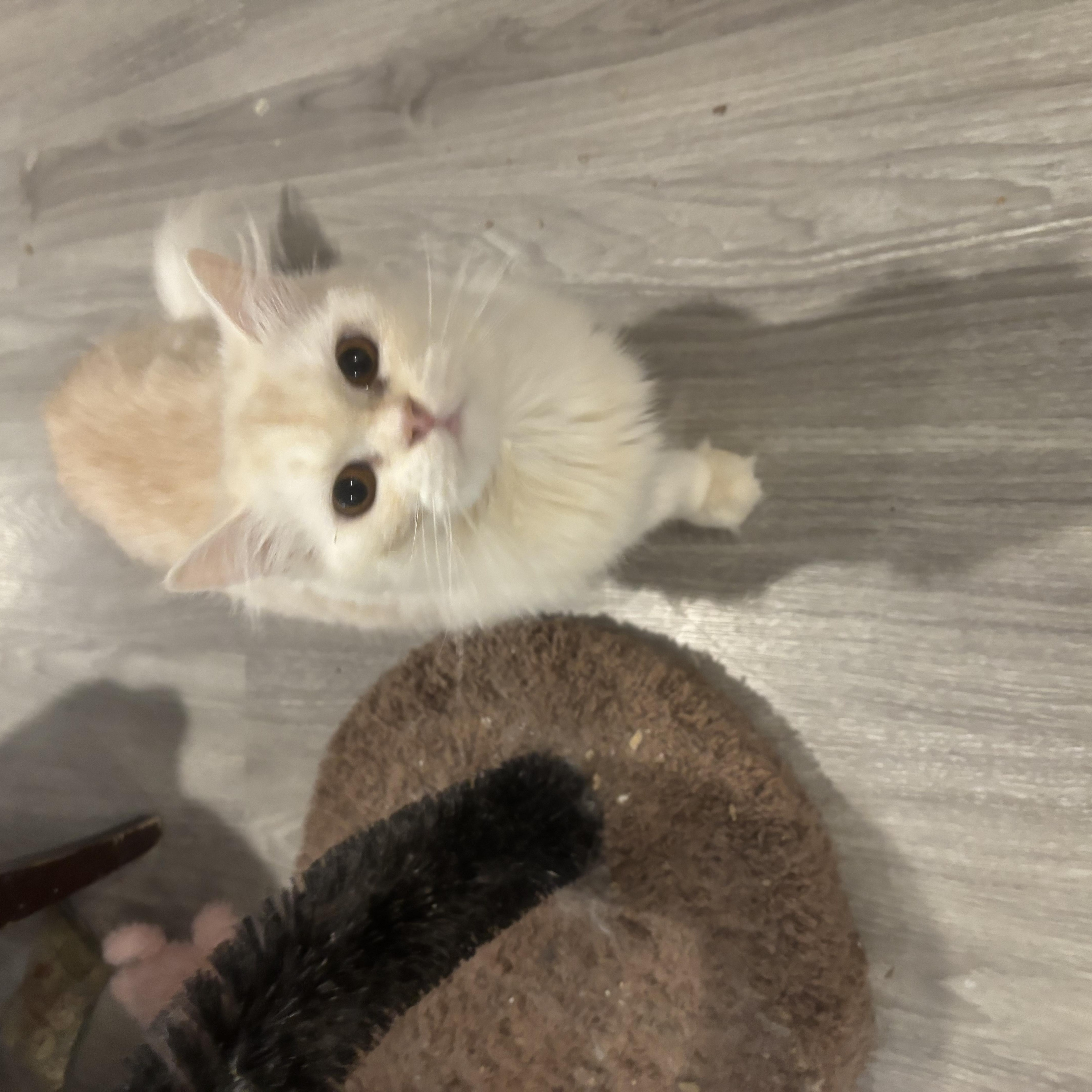 Robyn (Persian), a ADOPTABLE Persian in Fairfax, VA image 3/3