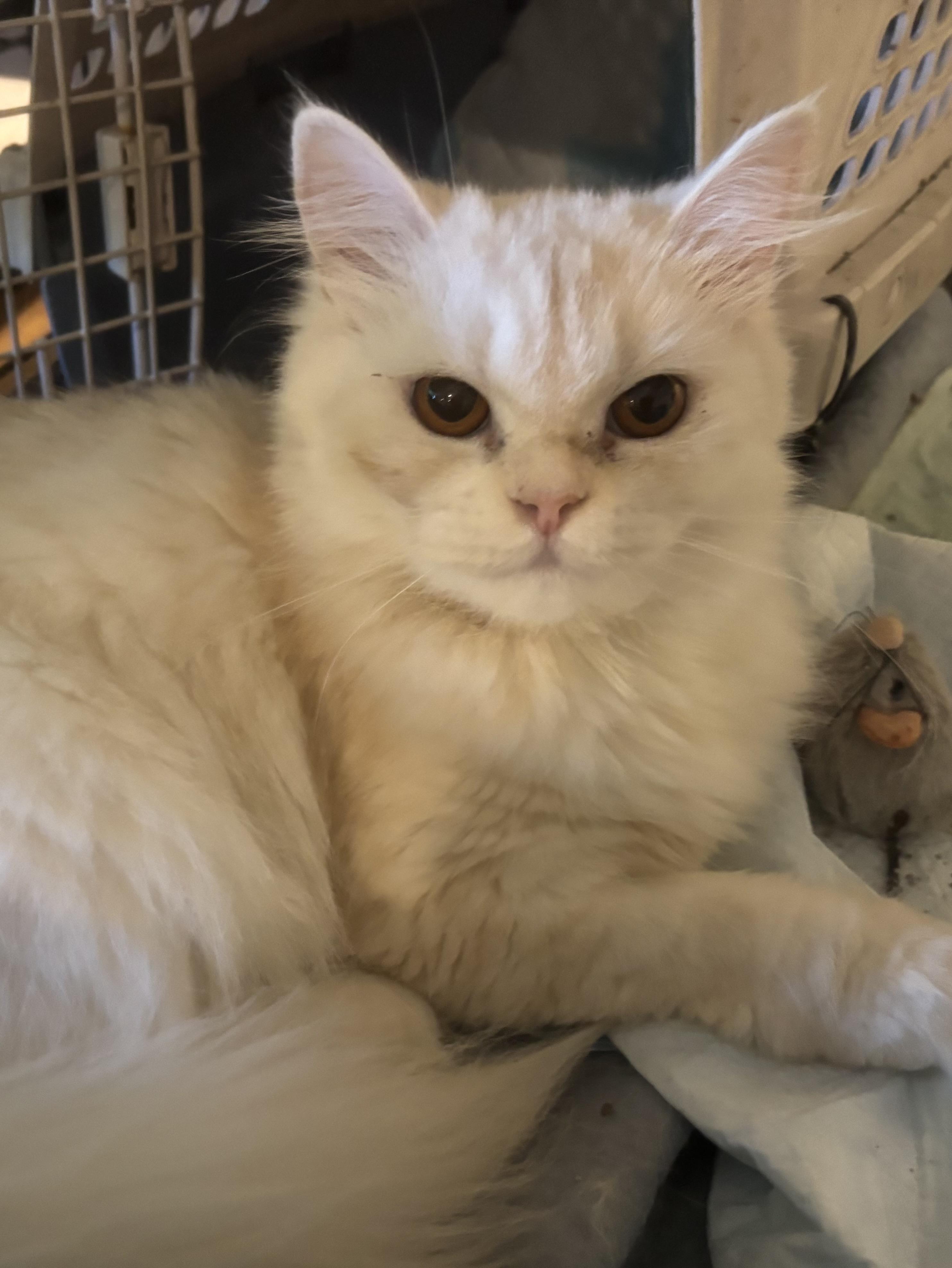 Robyn (Persian), ADOPTABLE, Young Female Persian.