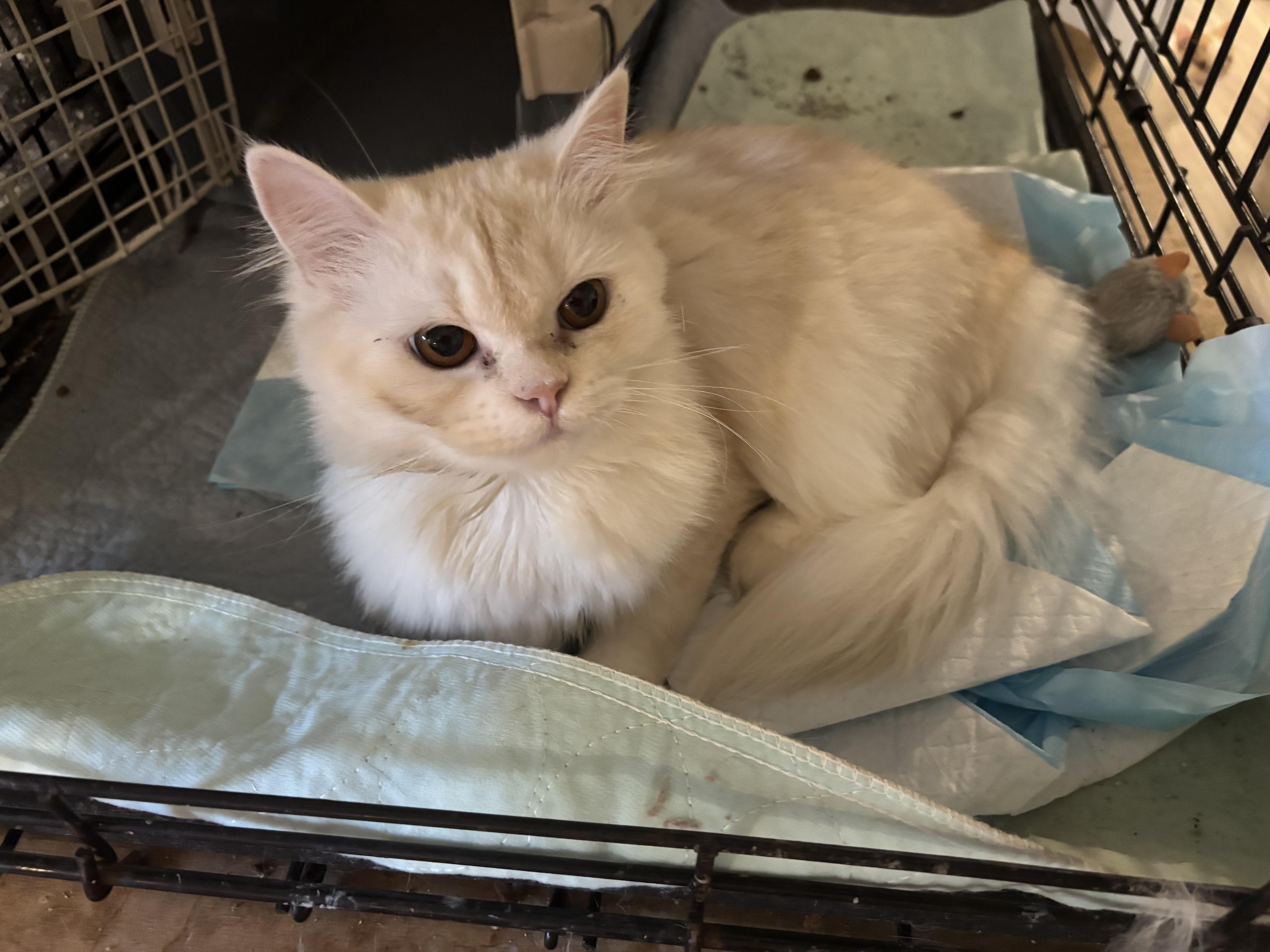 Robyn (Persian), a ADOPTABLE Persian in Fairfax, VA image 2/3