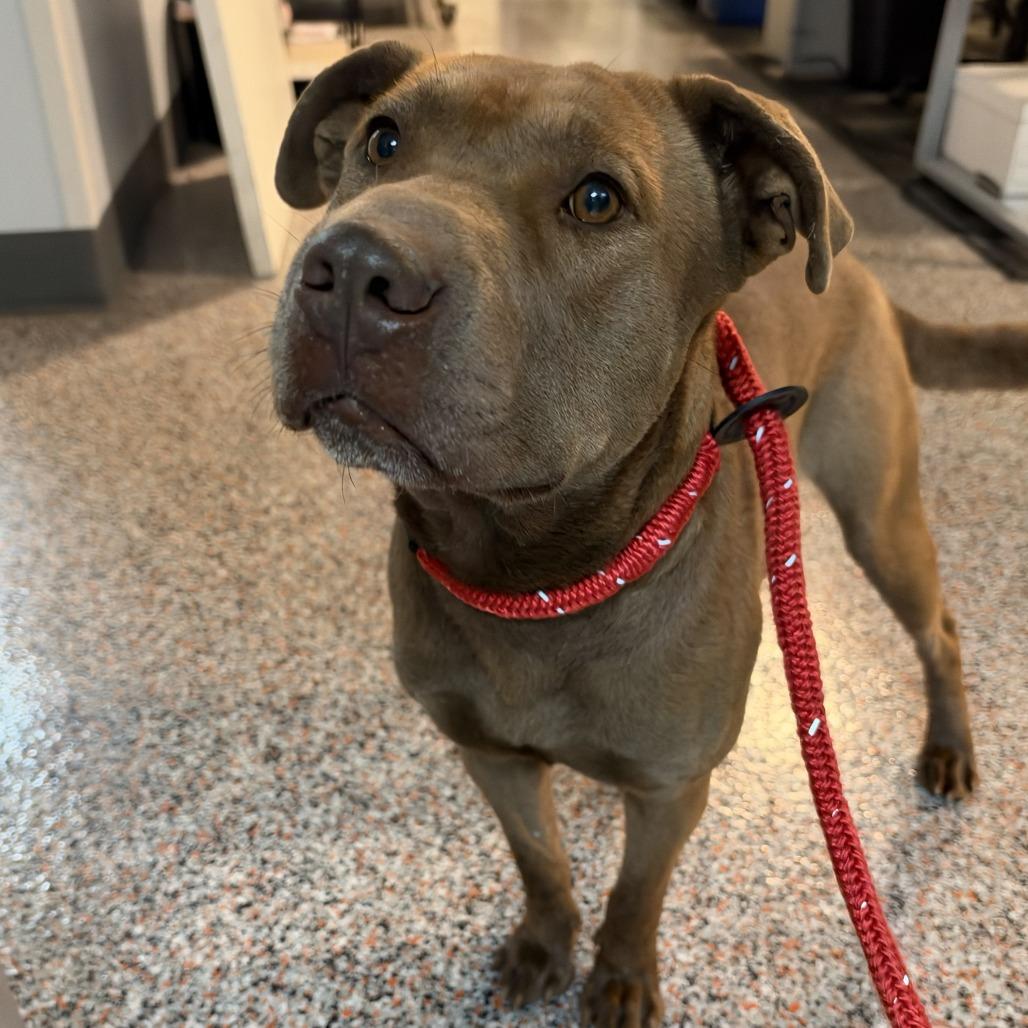 Enlarge Peter, a Adoptable mixed breed in Salt Lake City, UT image 1/1
