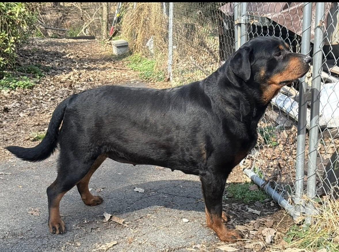 Enlarge ROXXIE, a ADOPTABLE Rottweiler in Chapel Hill, NC image 1/2