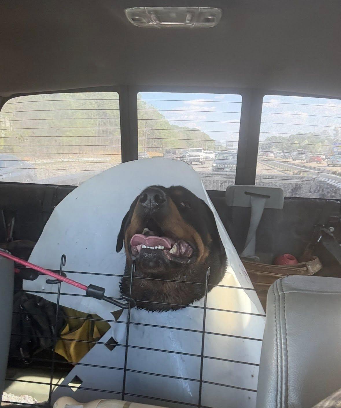 Enlarge ROXXIE, a ADOPTABLE Rottweiler in Chapel Hill, NC image 2/2