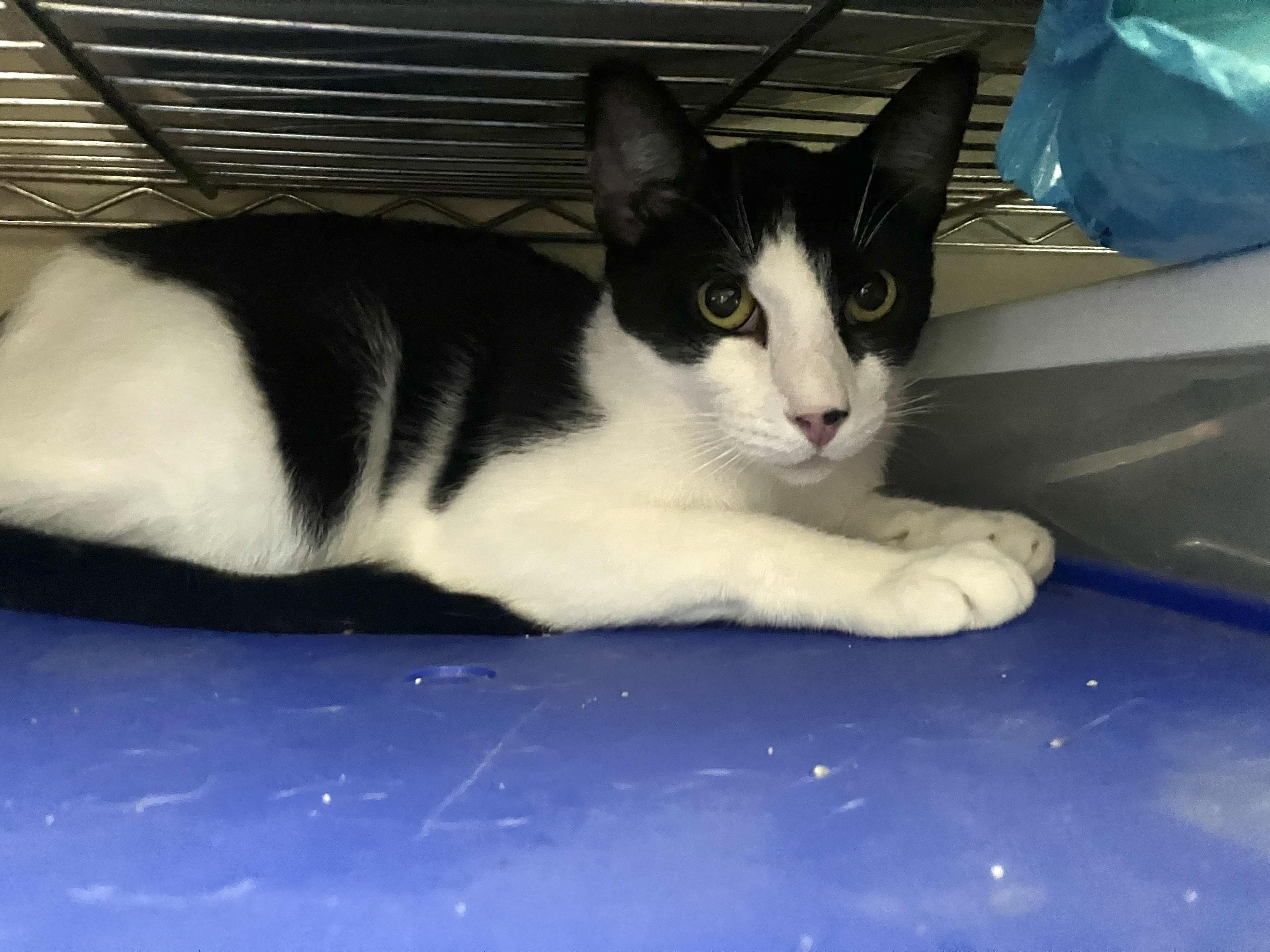 Amor, a ADOPTABLE Domestic Short Hair in Crockett, CA image 3/3