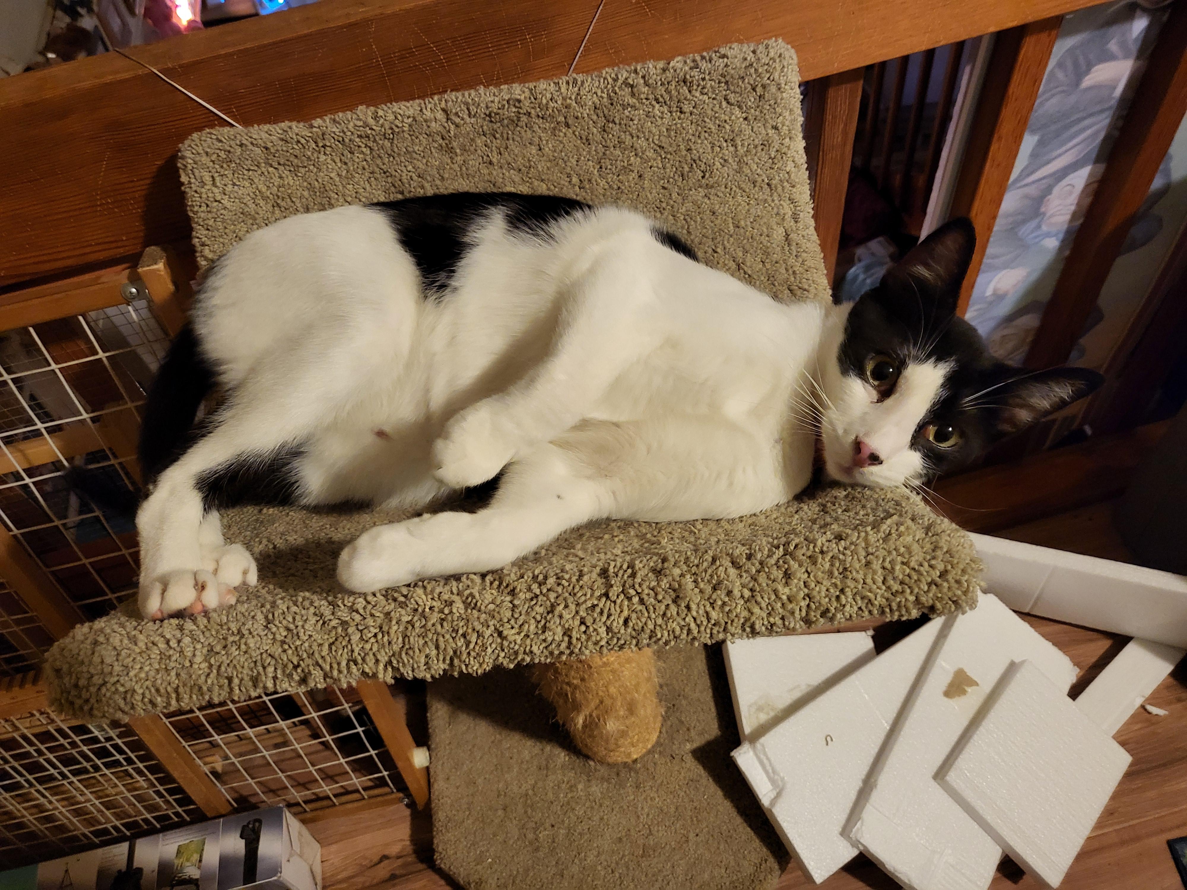 Amor, ADOPTABLE, Adult Male Domestic Short Hair.