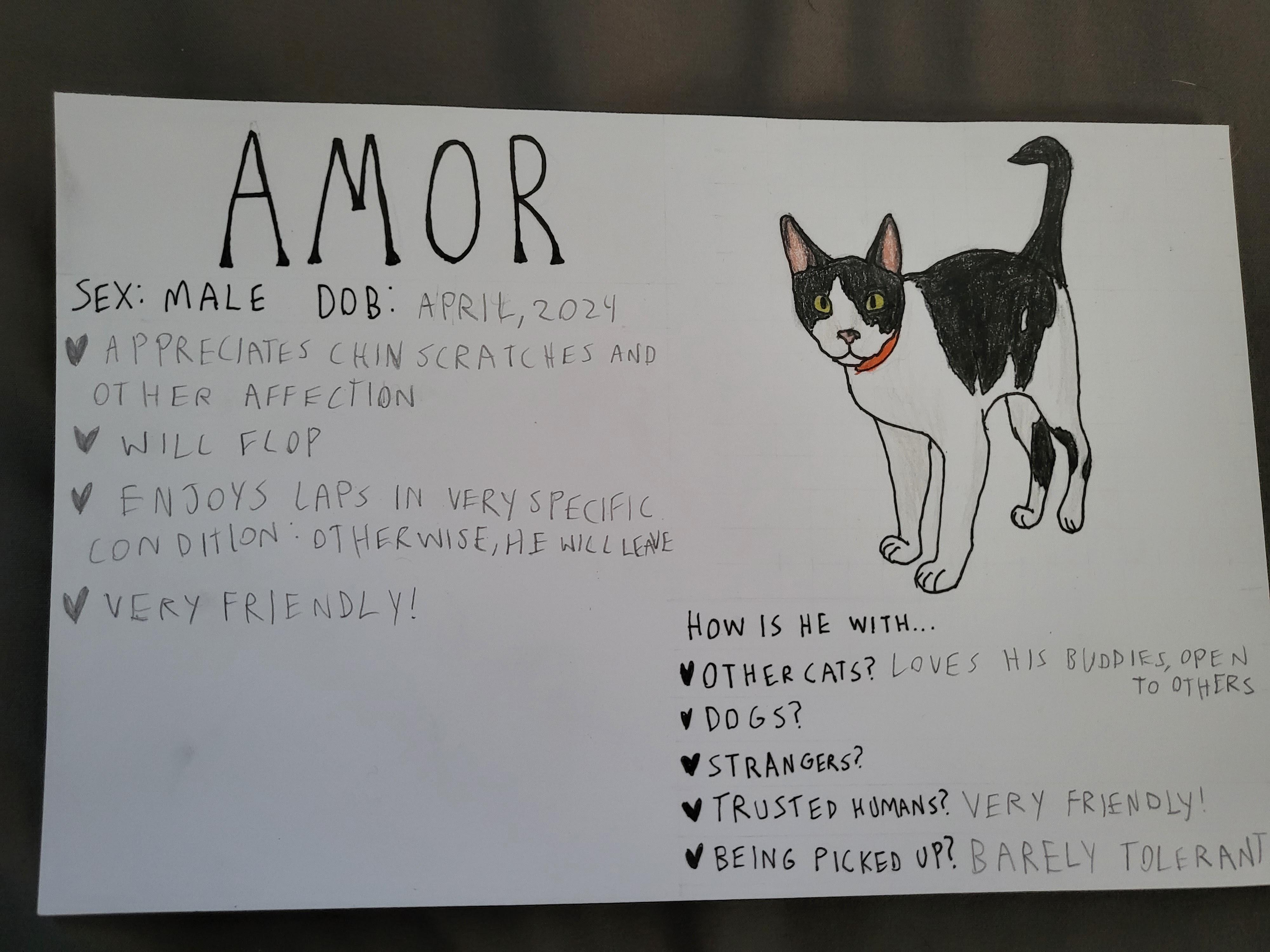 Amor, a ADOPTABLE Domestic Short Hair in Crockett, CA image 2/3