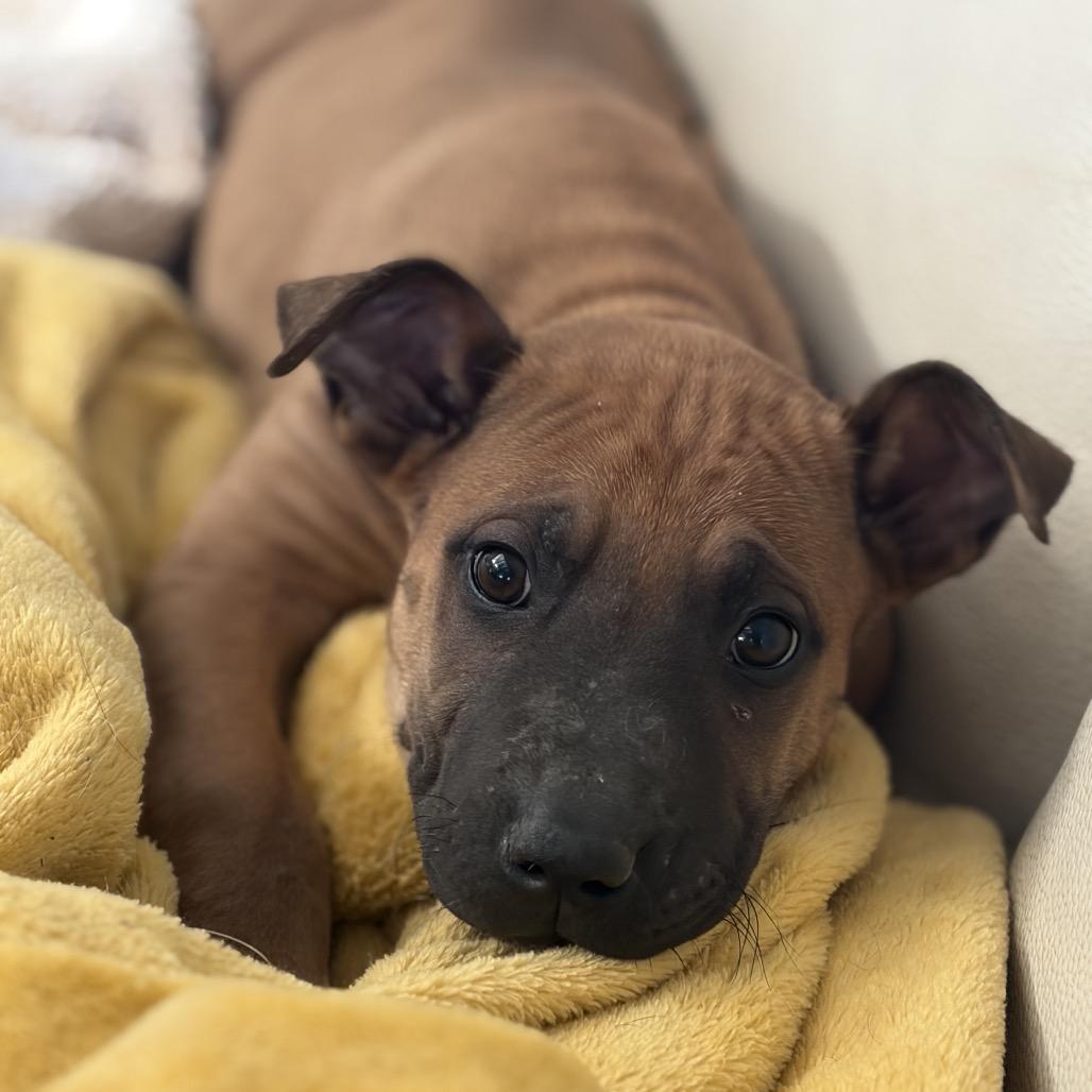 Gus, Adoptable, Puppy Male Shepherd & Shar-Pei.