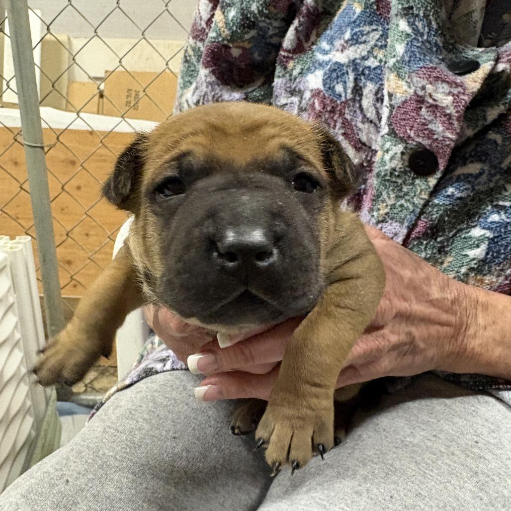 Gus, a Adoptable mixed breed in Riverside, CA image 2/6