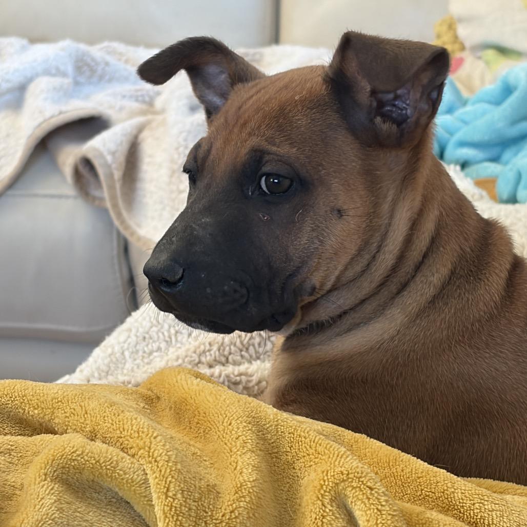 Gus, a Adoptable mixed breed in Riverside, CA image 3/6
