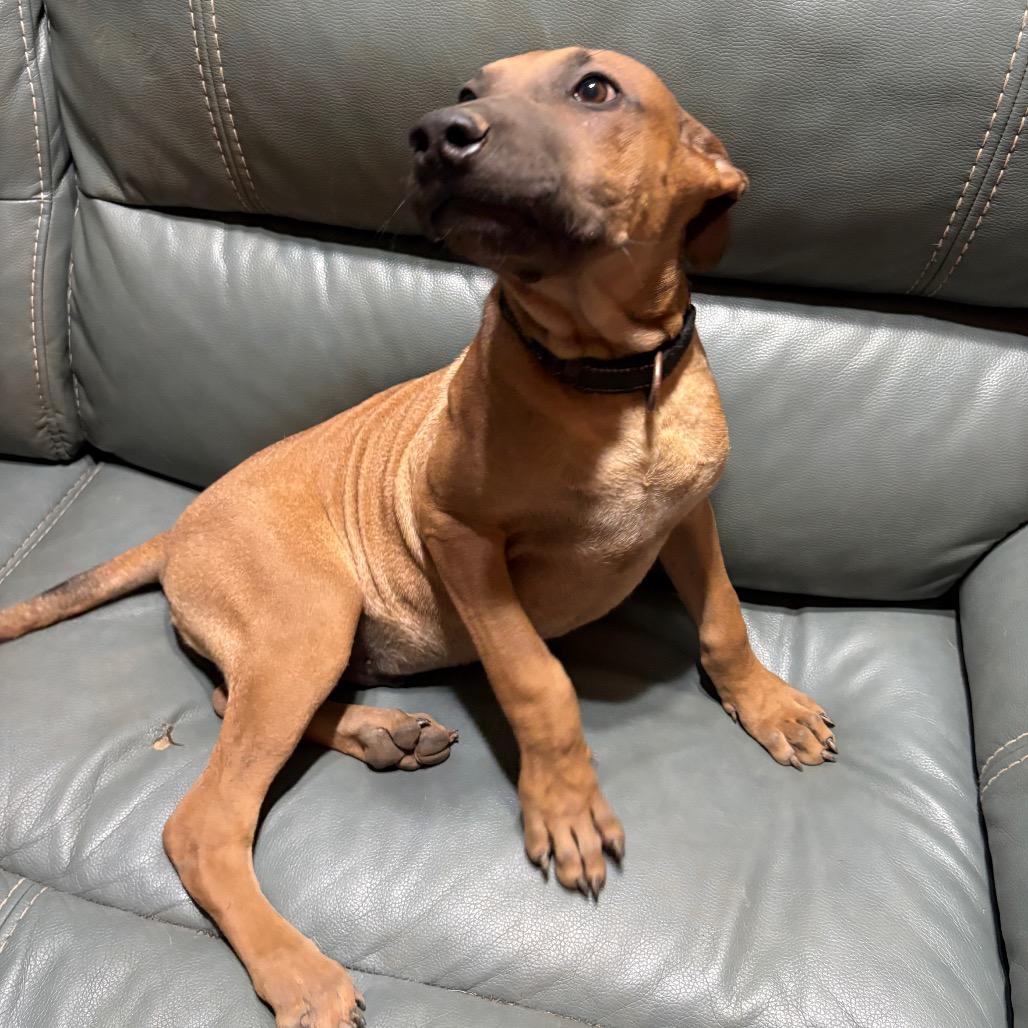 Gus, a Adoptable mixed breed in Riverside, CA image 4/6