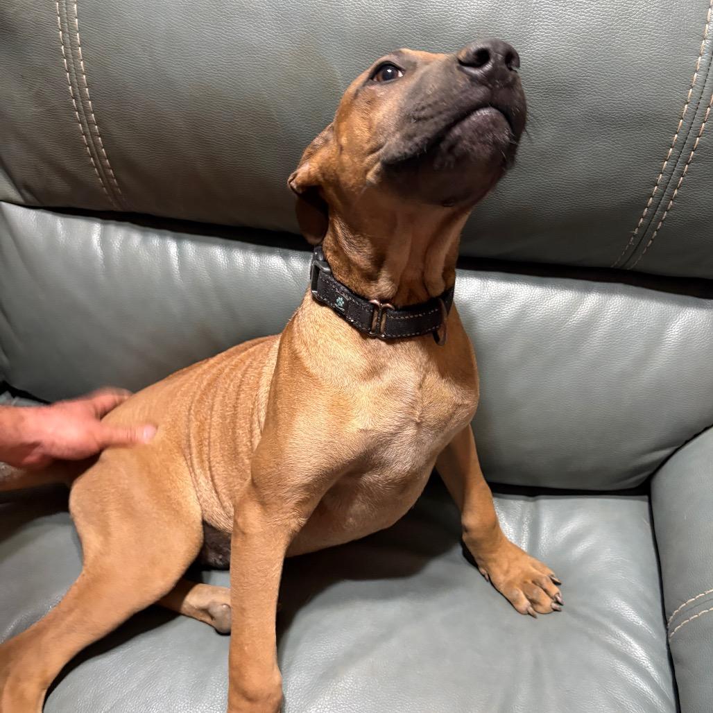 Gus, a Adoptable mixed breed in Riverside, CA image 5/6