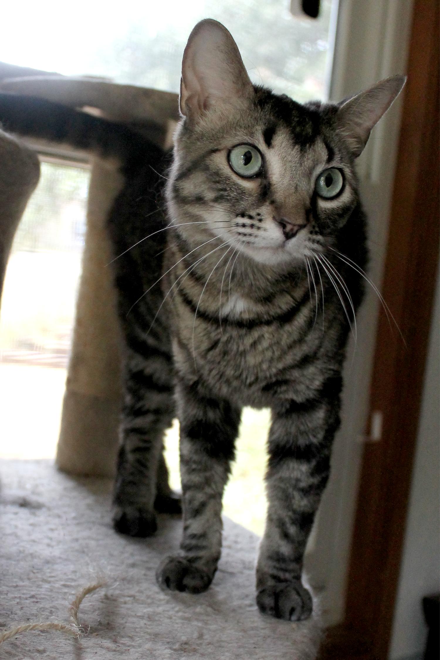 Enlarge Blue, a Adoptable Domestic Short Hair in Guthrie, OK image 5/6