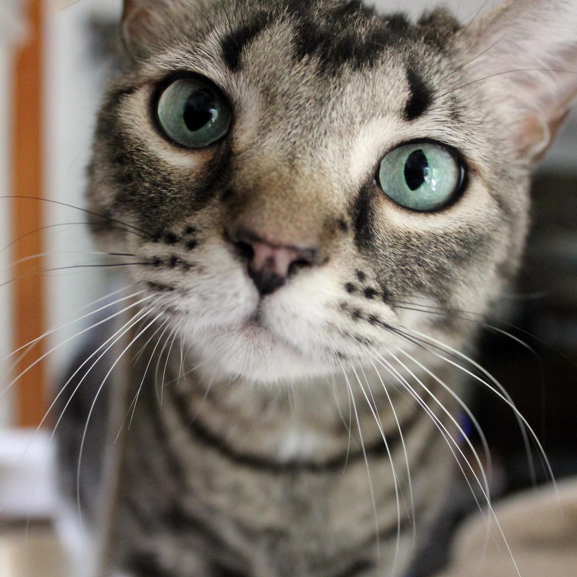 Blue, Adoptable, Adult Female Domestic Short Hair.