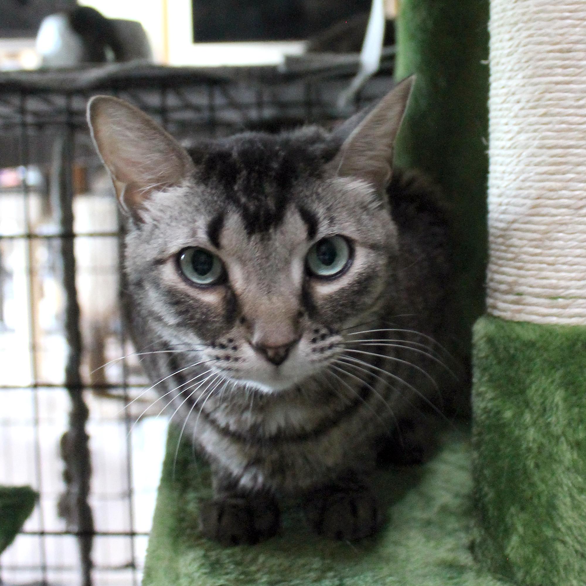 Enlarge Blue, a Adoptable Domestic Short Hair in Guthrie, OK image 6/6