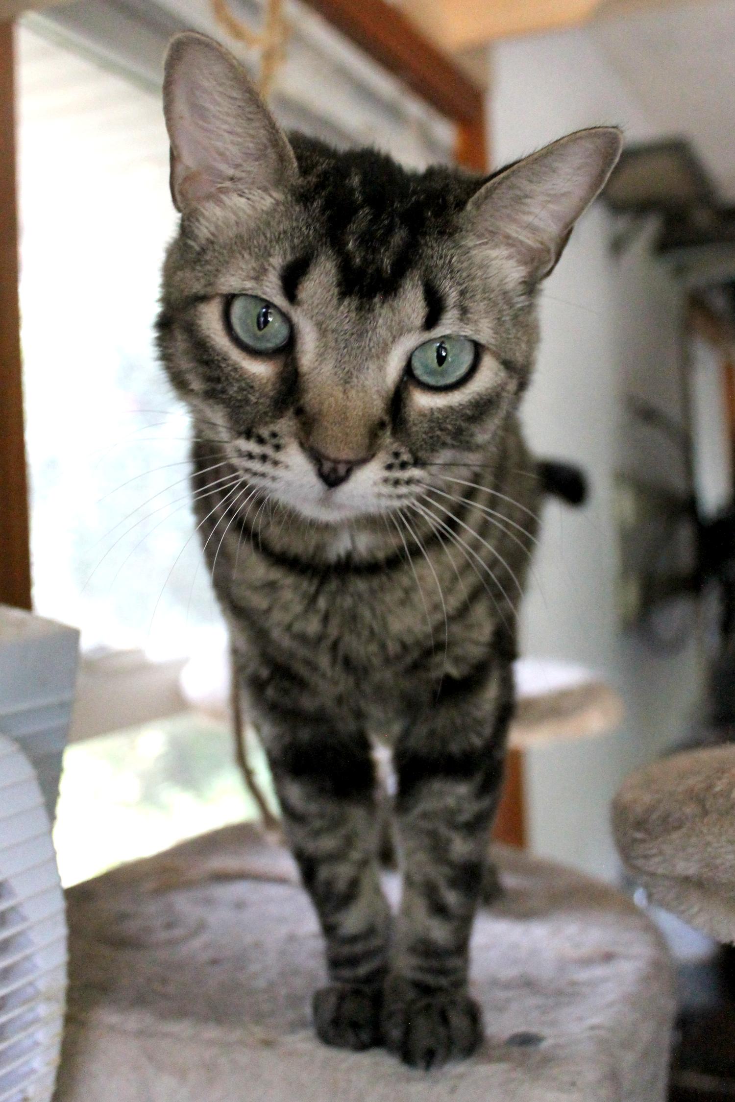 Enlarge Blue, a Adoptable Domestic Short Hair in Guthrie, OK image 2/6