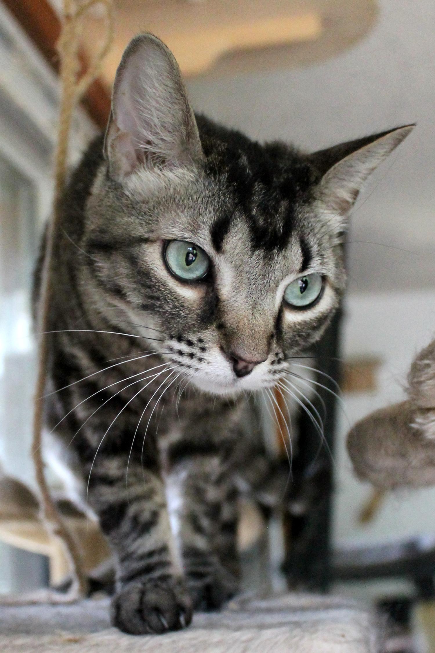 Enlarge Blue, a Adoptable Domestic Short Hair in Guthrie, OK image 3/6