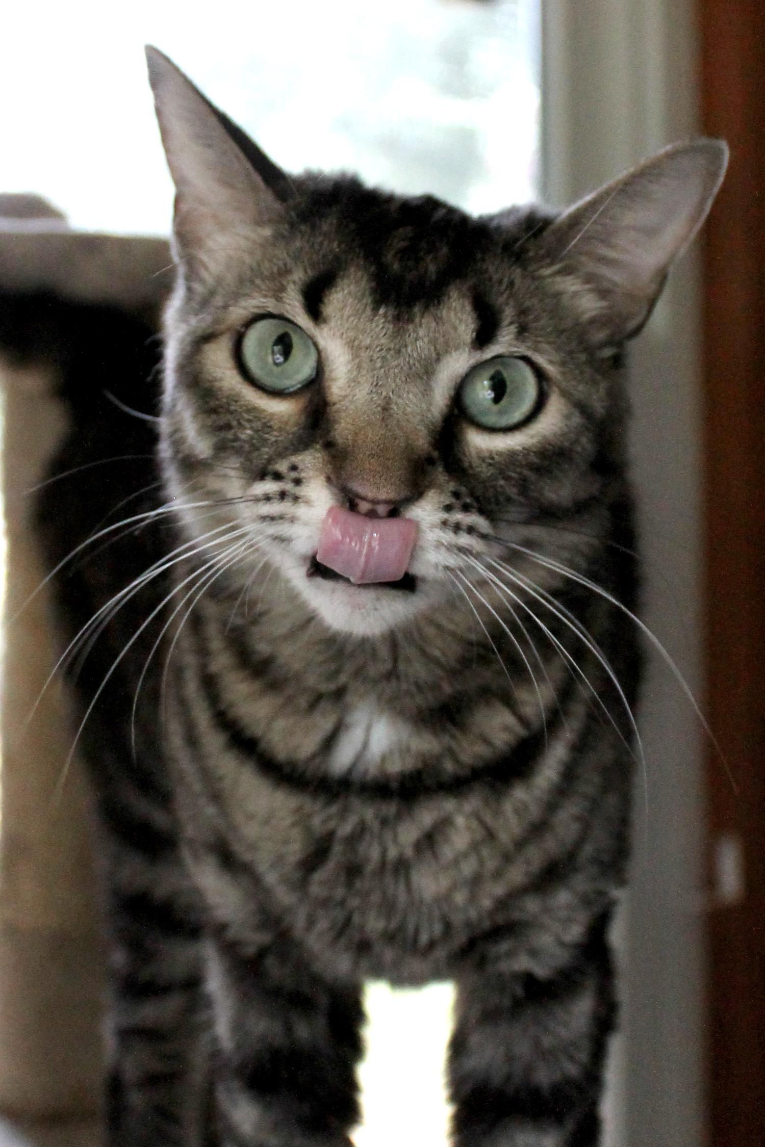 Enlarge Blue, a Adoptable Domestic Short Hair in Guthrie, OK image 4/6