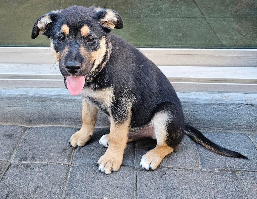 Andrew, a Adoptable mixed breed in Mesa, AZ image 1/4