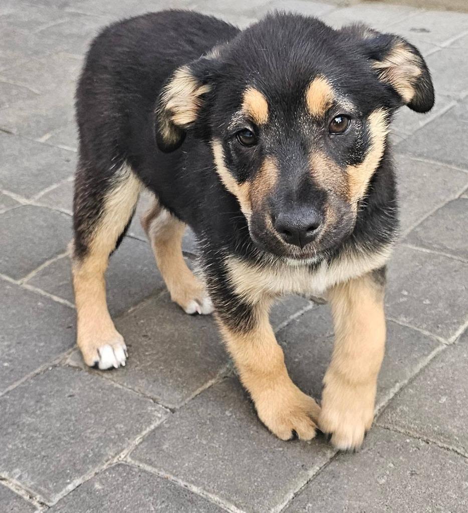 Andrew, a Adoptable mixed breed in Mesa, AZ image 2/4