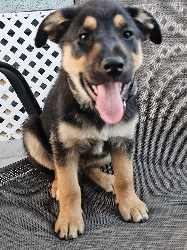 Andrew, a Adoptable mixed breed in Mesa, AZ image 3/4