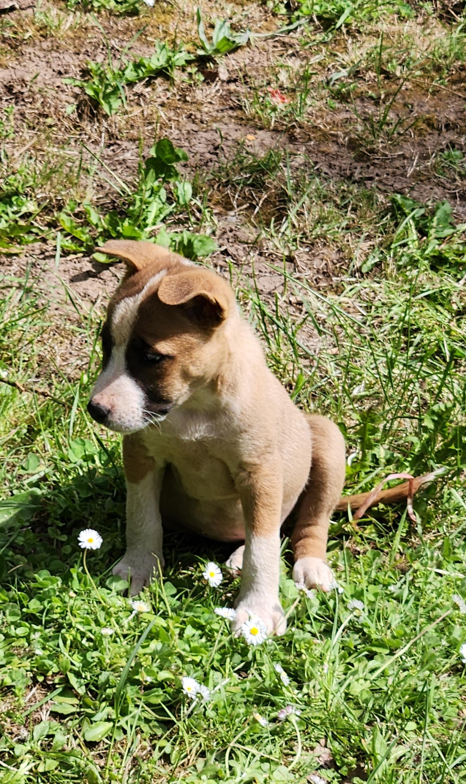 TAFFY, Adopted, Young Female Labrador Retriever & Black Labrador Retriever.