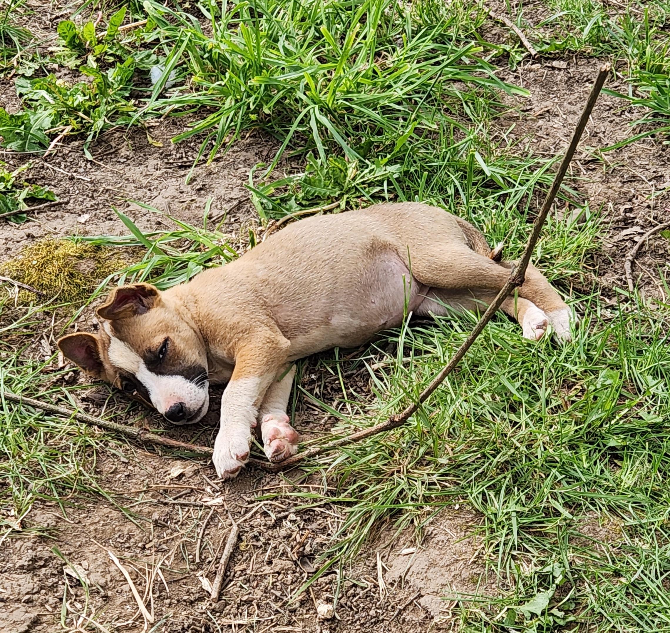Enlarge TAFFY, a Adopted mixed breed in Lebanon, OR image 4/4
