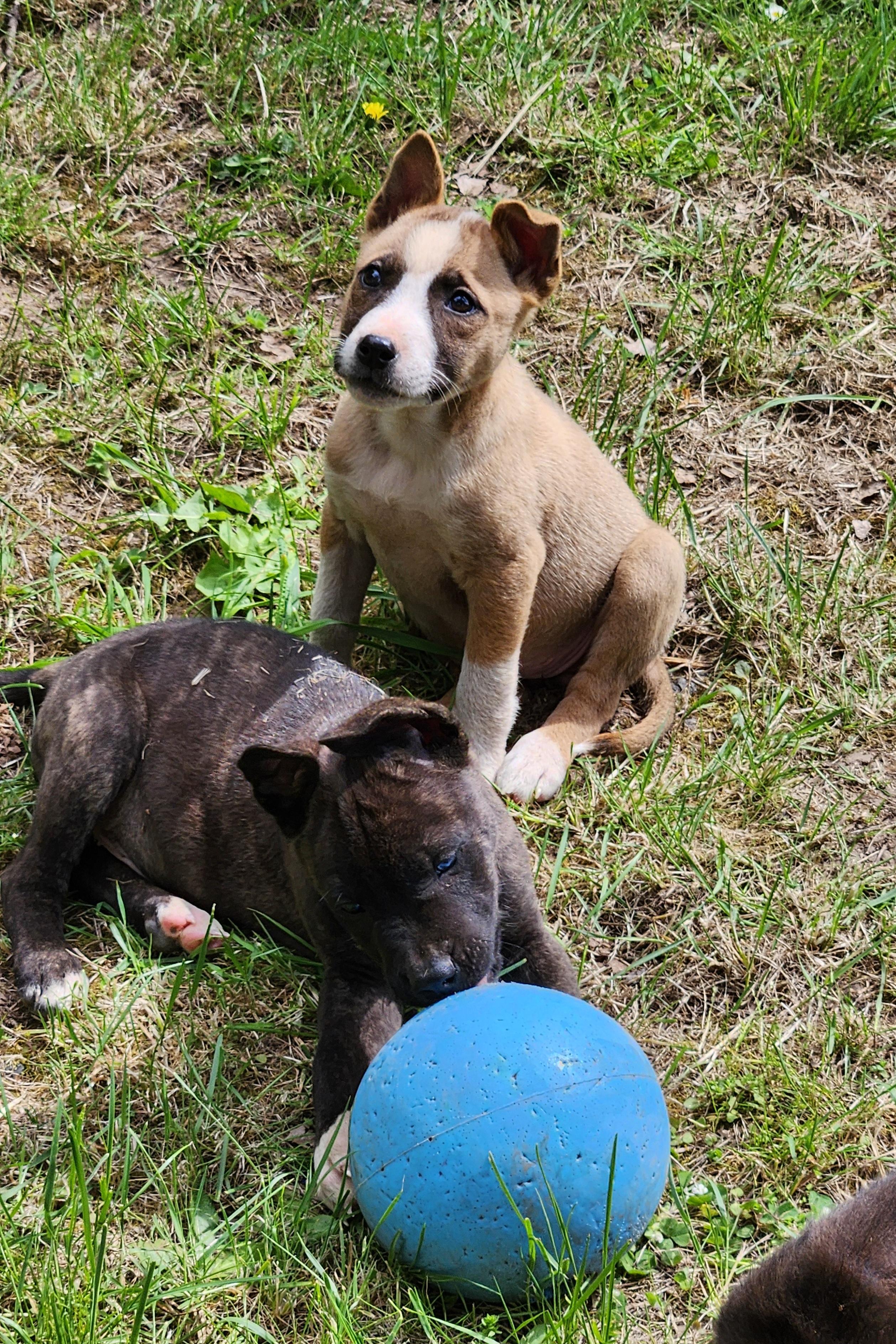 Enlarge TAFFY, a Adopted mixed breed in Lebanon, OR image 3/4