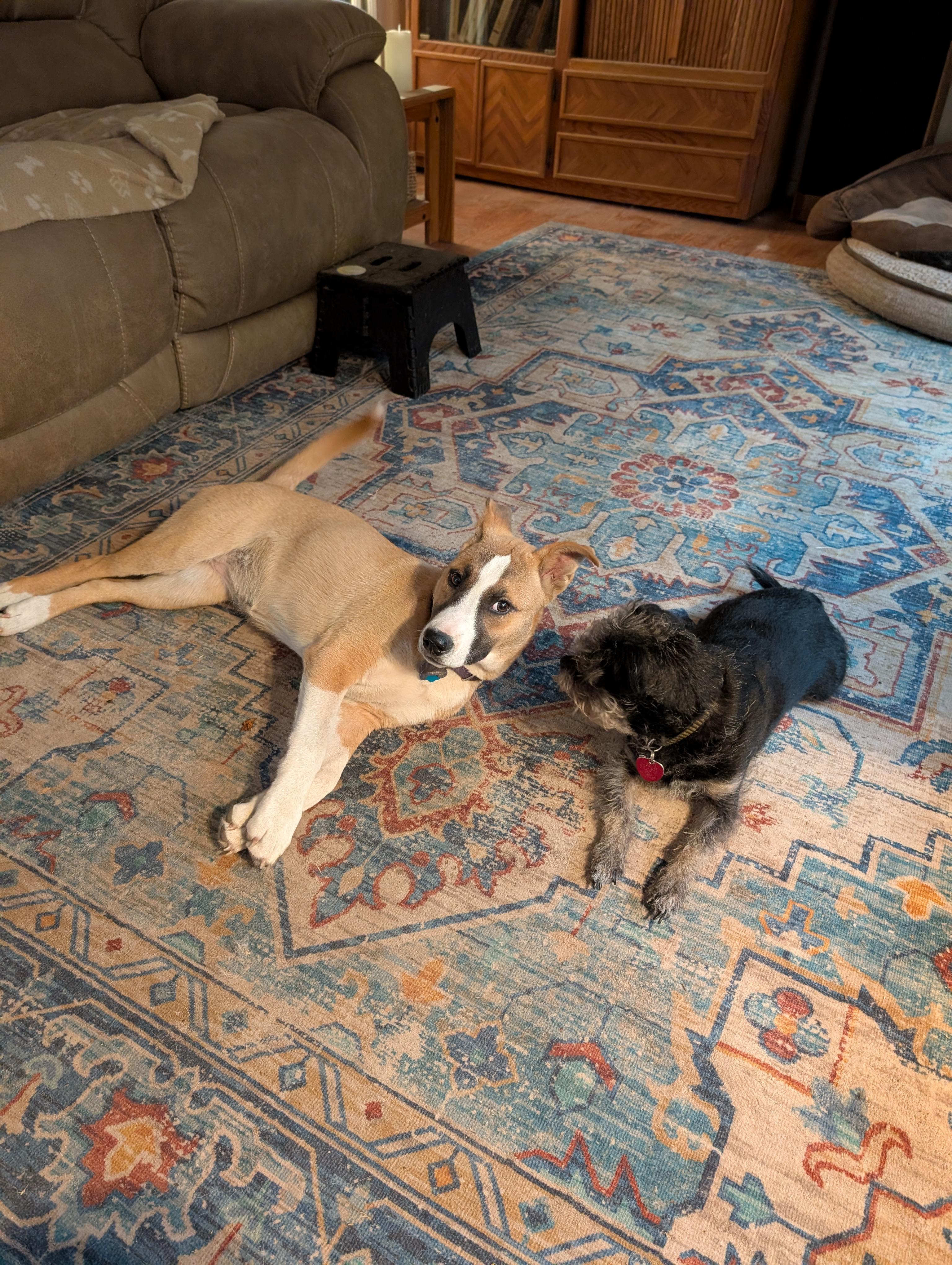 Enlarge TAFFY, a Adopted mixed breed in Lebanon, OR image 2/4