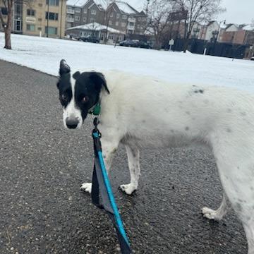 Brie--In Foster, Adoptable, Senior Female Border Collie & Black Labrador Retriever.