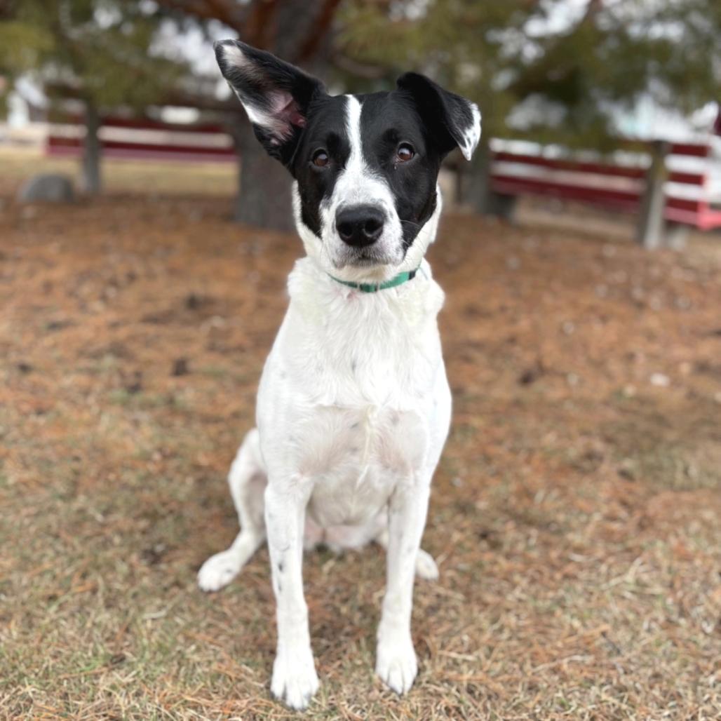 Brie--In Foster, a Adoptable mixed breed in Fargo, ND image 3/6