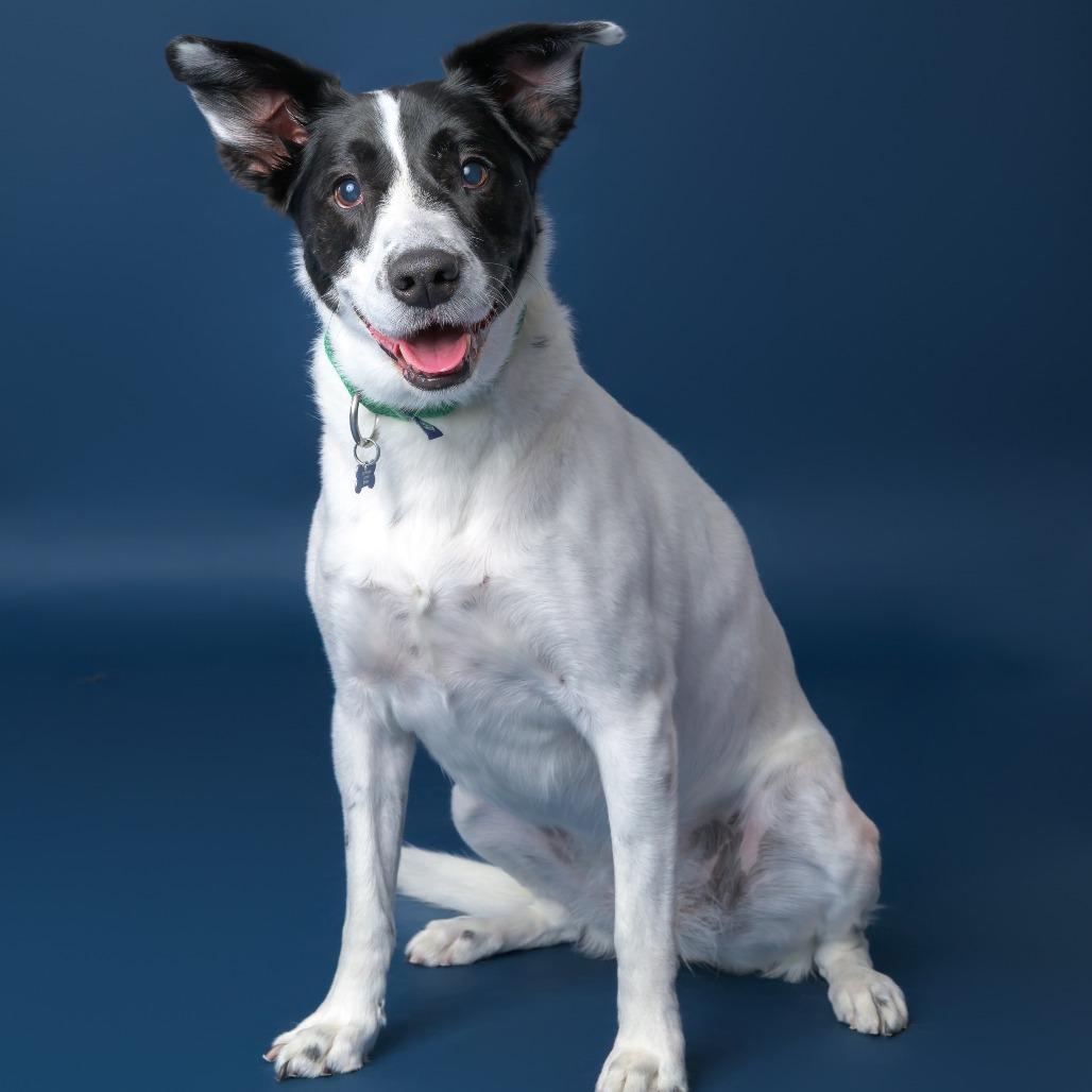 Brie--In Foster, a Adoptable mixed breed in Fargo, ND image 4/6