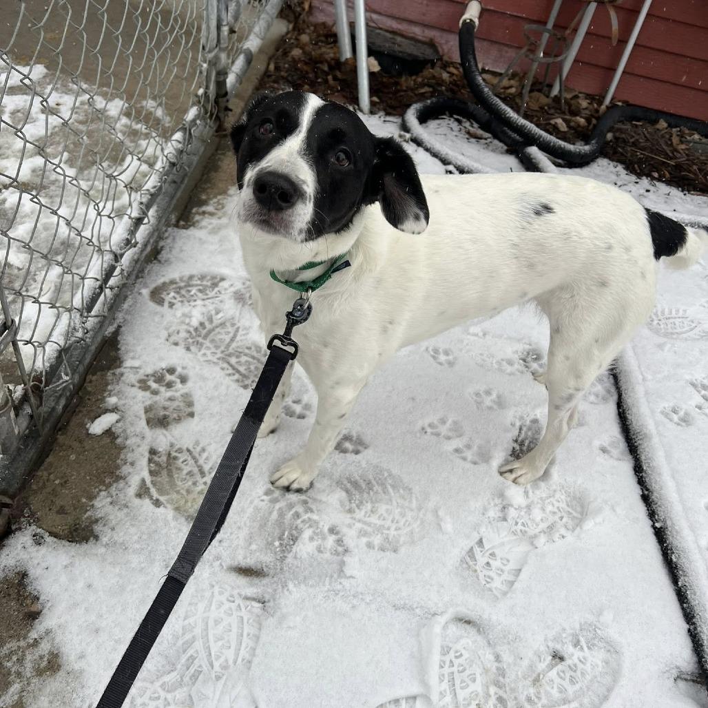 Brie--In Foster, a Adoptable mixed breed in Fargo, ND image 5/6