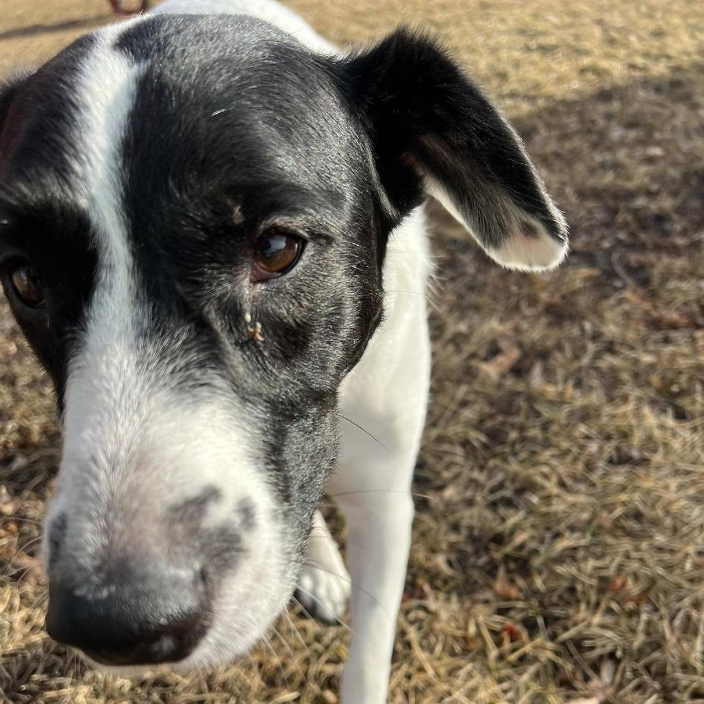 Brie--In Foster, a Adoptable mixed breed in Fargo, ND image 6/6
