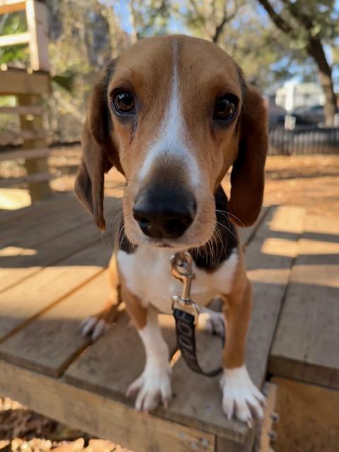 Bravo, adopted, Adult Male Mixed Breed.