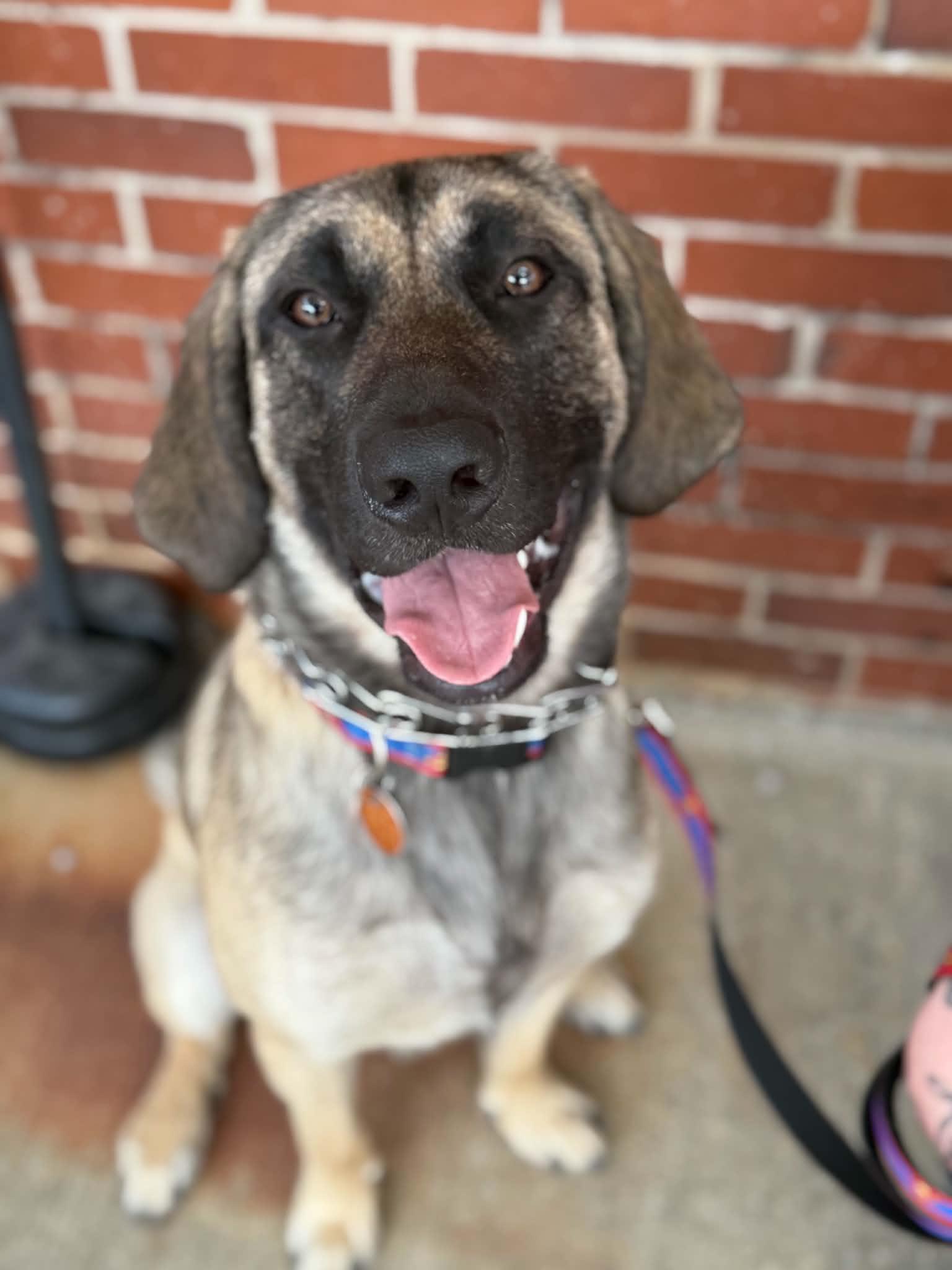 Rocky, ADOPTABLE, Puppy Male Anatolian Shepherd.